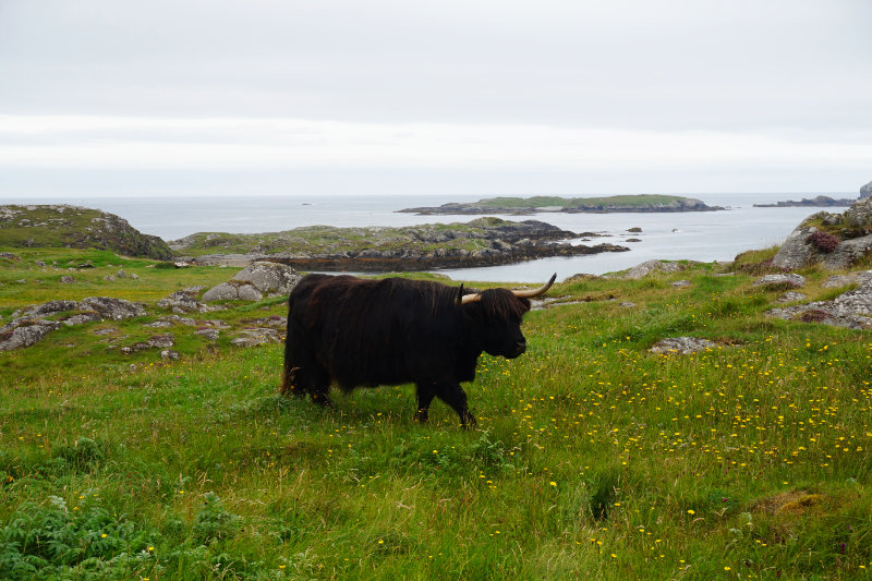 Highland cow, Bosta beach, Great Bernera, Scotland