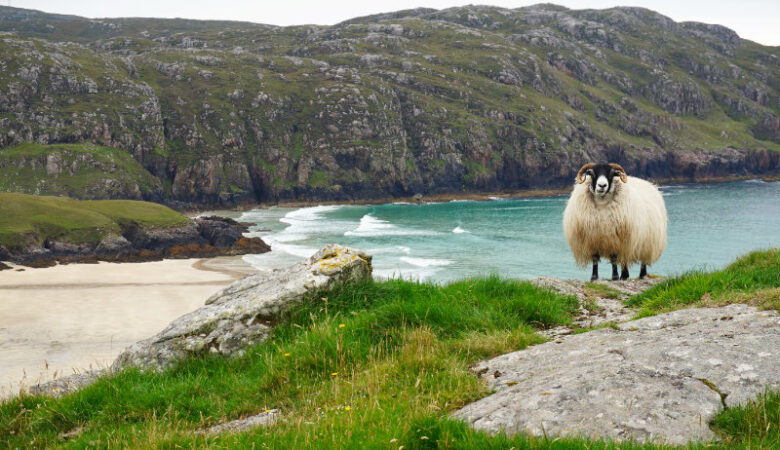 Sheep at Cliff Beach, Isle Of Lewis, Outer Hebrides, Scotland