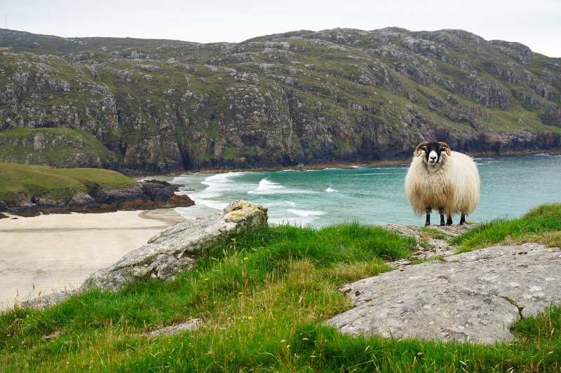 Sheep at Cliff Beach, Isle Of Lewis, Outer Hebrides, Scotland