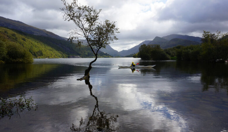Lonely tree at Llanberis with a kayaker paddling past, Snowdonia, Wales