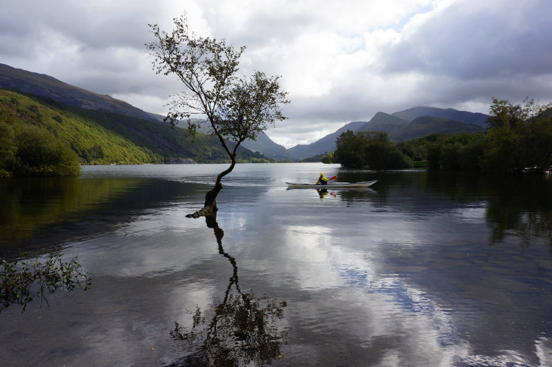 Lonely tree at Llanberis with a kayaker paddling past, Snowdonia, Wales