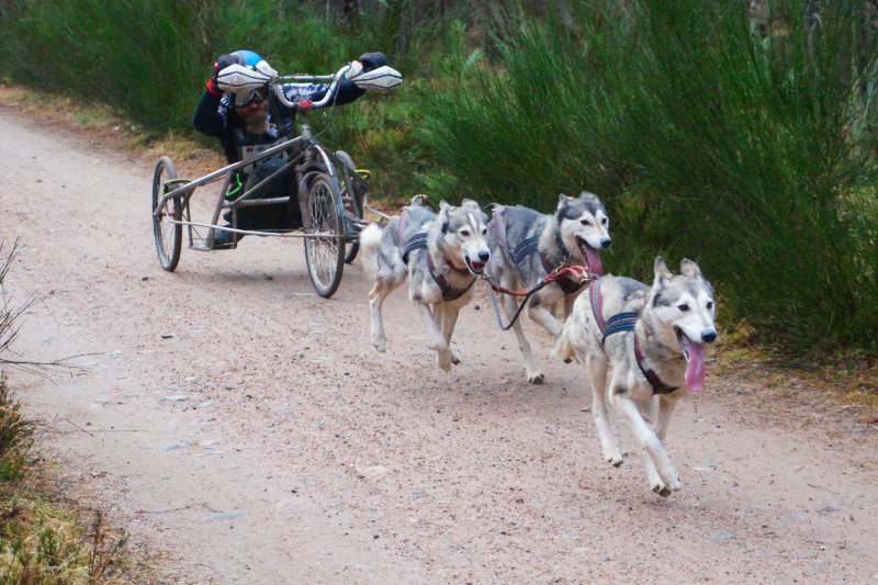 Aviemore dog sled rally, Scotland