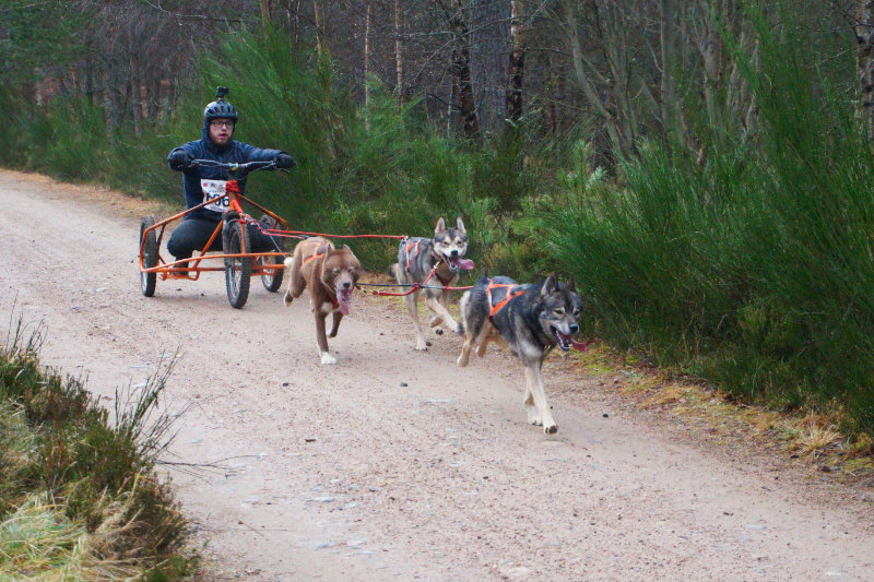 Aviemore dog sled rally, Scotland
