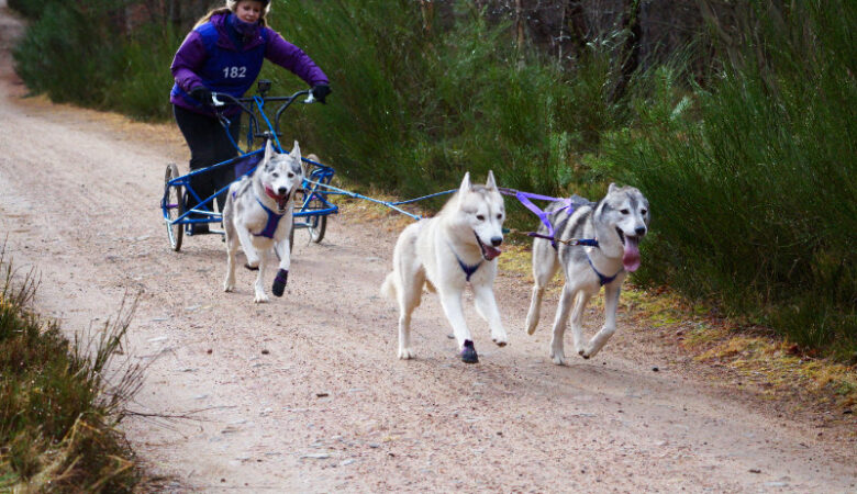 Aviemore dog sled rally, Scotland