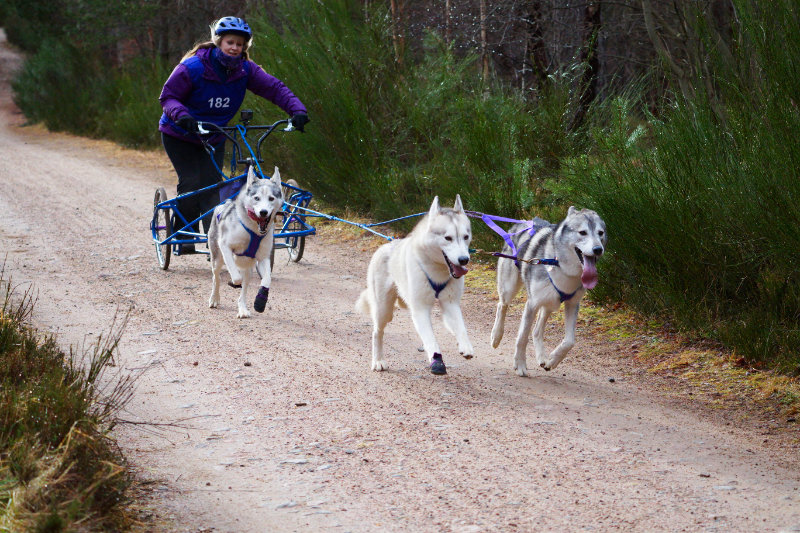 Aviemore dog sled rally, Scotland
