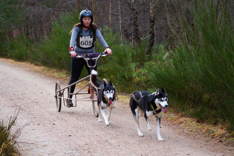 Aviemore dog sled rally, Scotland