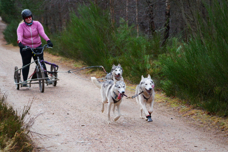 Aviemore dog sled rally, Scotland