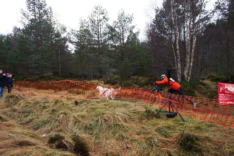 Aviemore dog sled rally, Scotland
