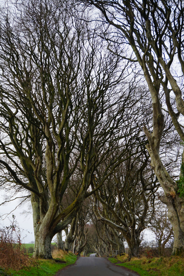 Dark Hedges, Northern Ireland