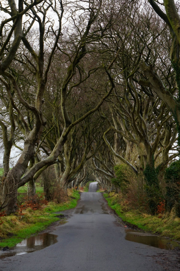 Dark Hedges, Northern Ireland