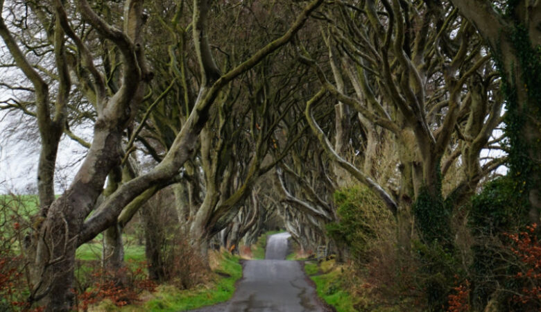 Dark Hedges, Northern Ireland