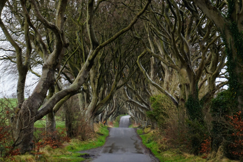 Dark Hedges, Northern Ireland