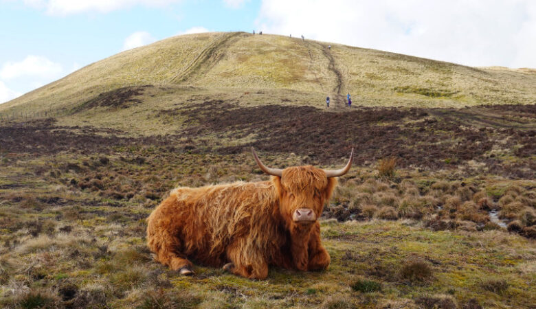 Highland cow on Allermuir Hill, Pentlands, Scotland