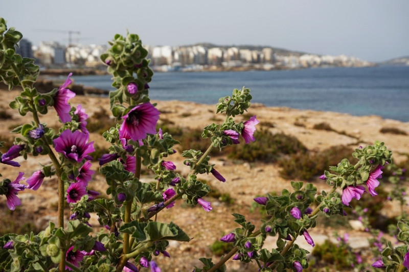 Bugibba, Malta