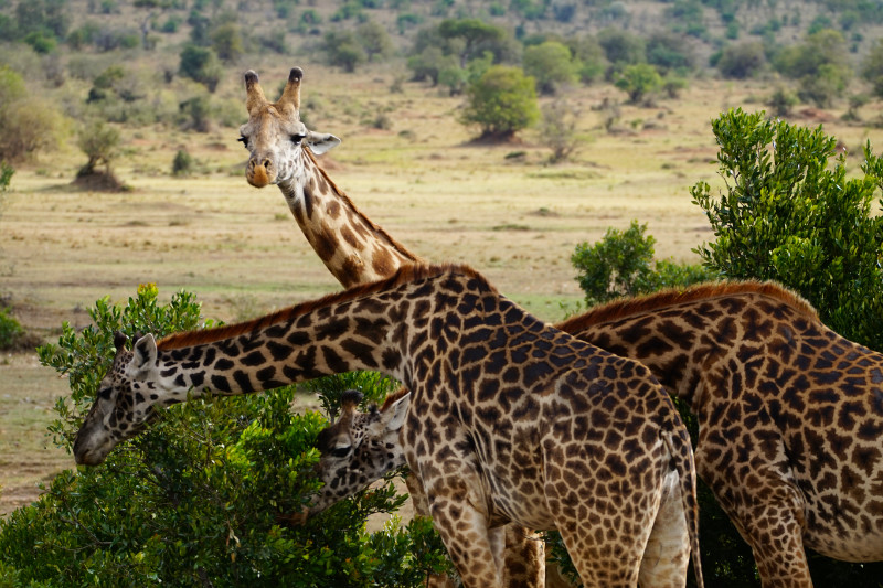 Giraffes, Maasai Mara, Kenya