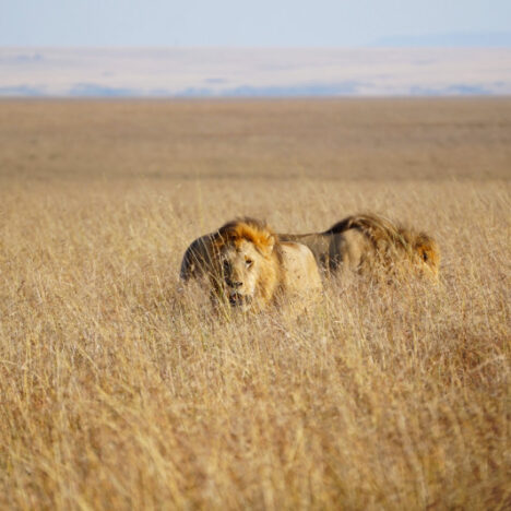 Living Out Our Wildest Dreams On Safari In Tanzania