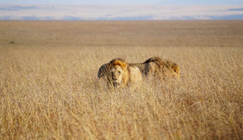 Two male lions, Maasai Mara, Kenya