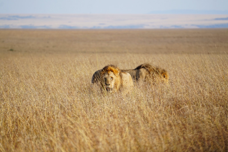 Two male lions, Maasai Mara, Kenya
