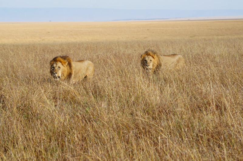 Two male lions, Maasai Mara, Kenya