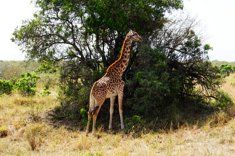 Giraffe, Maasai Mara, Kenya