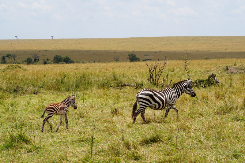Zebra with foal, Maasai Mara, Kenya