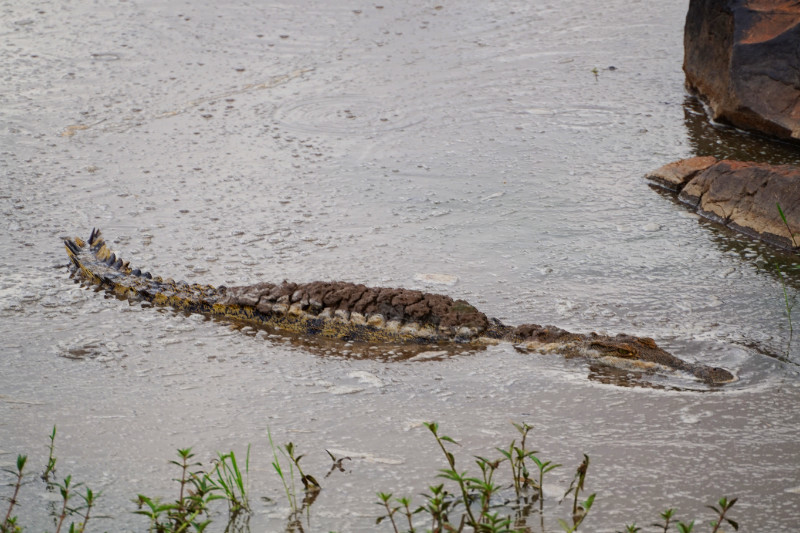 Crocodile in the Mara River, Kenya