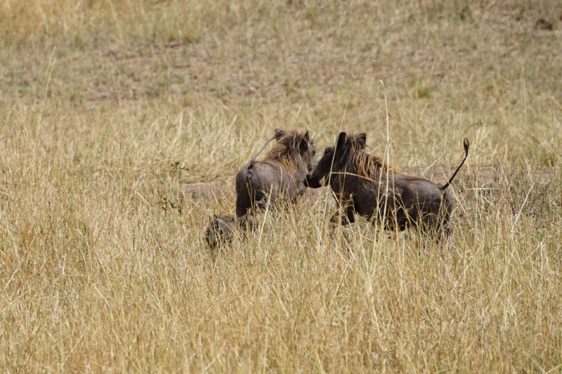 Warthog family in the Maasai Mara, Kenya