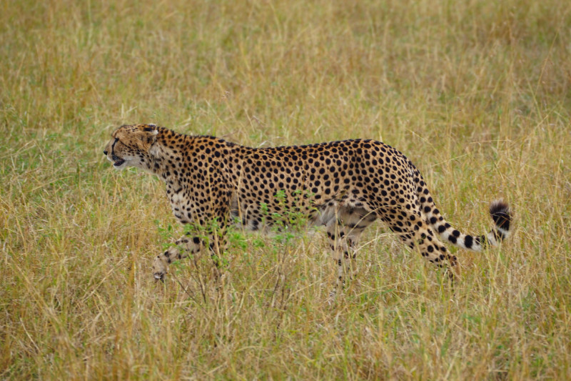 Cheetah, Maasai Mara, Kenya