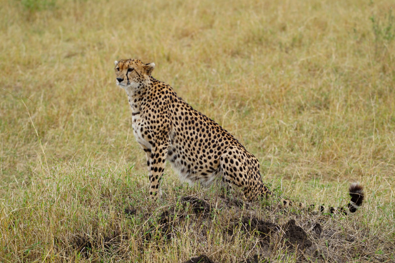 Cheetah in the Maasai Mara, Kenya