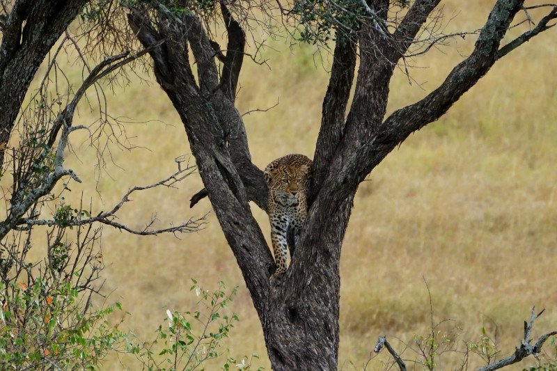 Leopard in a tree, Maasai Mara, Kenya