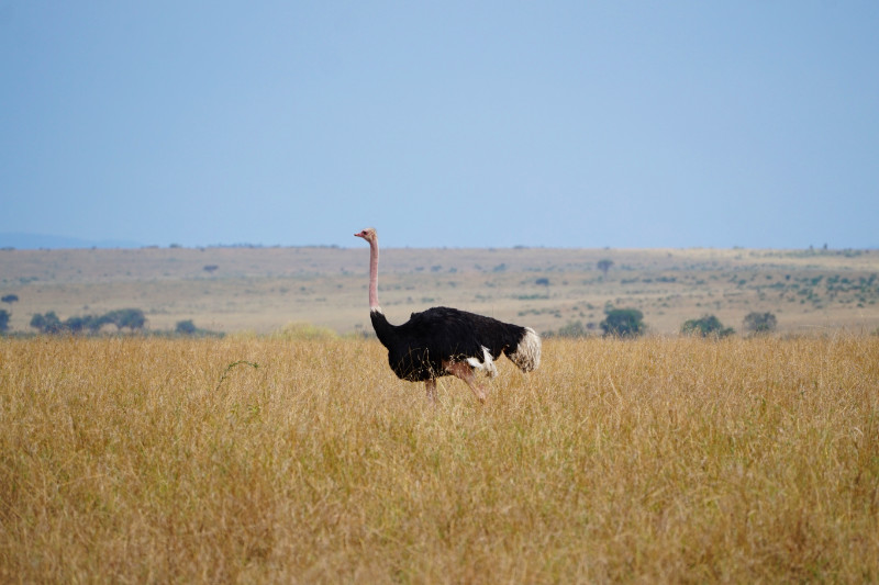 Ostrich, Maasai Mara, Kenya