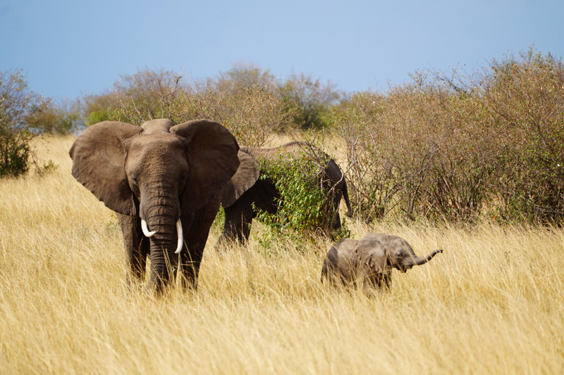 Elephants in the Maasai Mara, Kenya