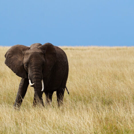 An Introduction To Kenya – A Safari In The Maasai Mara