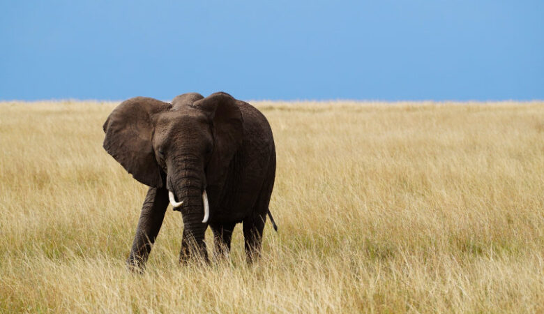 Elephant in the Maasai Mara, Kenya