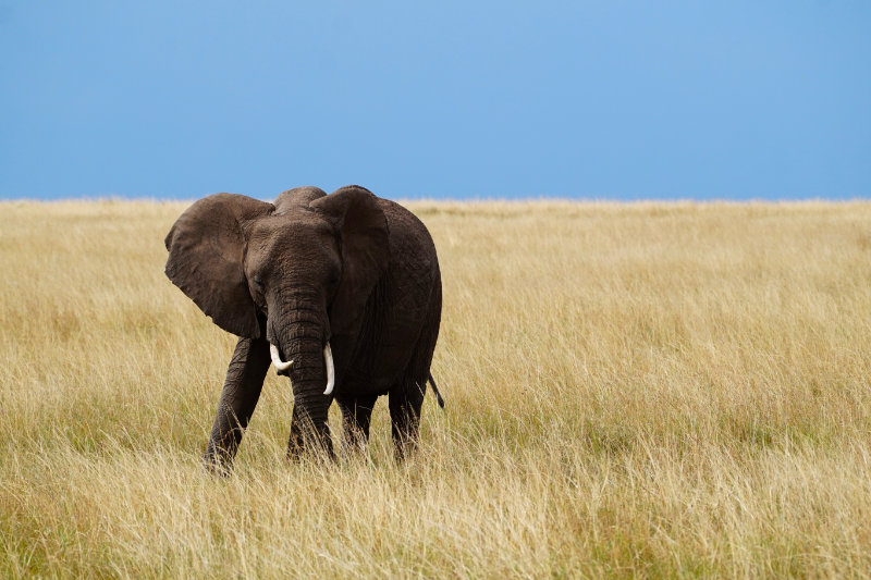 Elephant in the Maasai Mara, Kenya