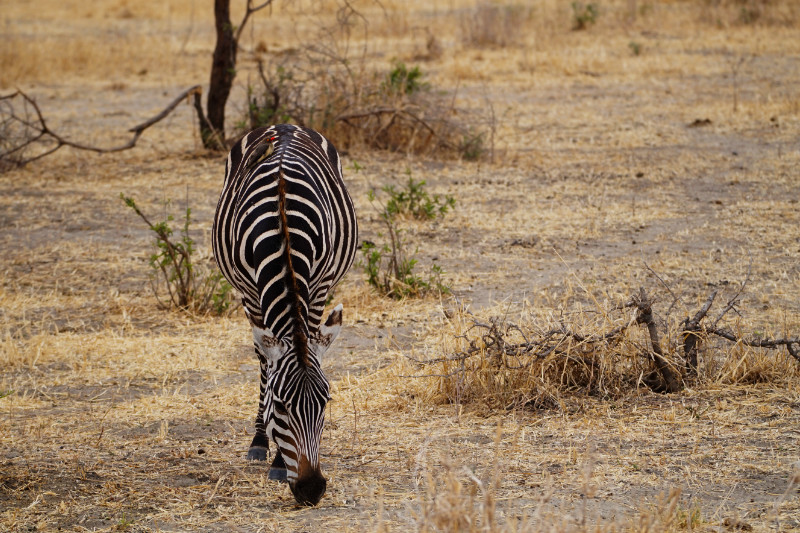 Zebra, Tarangire National Park, Tanzania