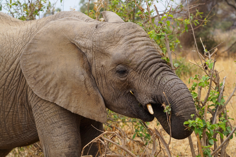 Elephant eating, Tarangire National Park, Tanzania