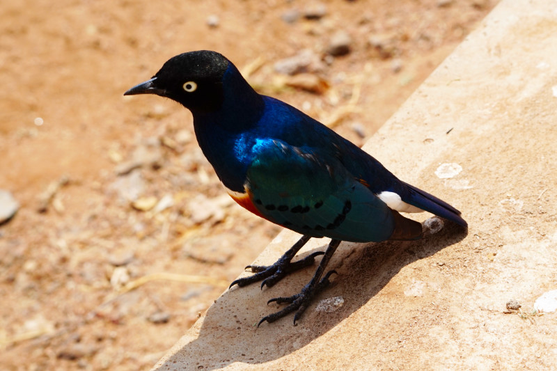 Superb starling, Tanzania