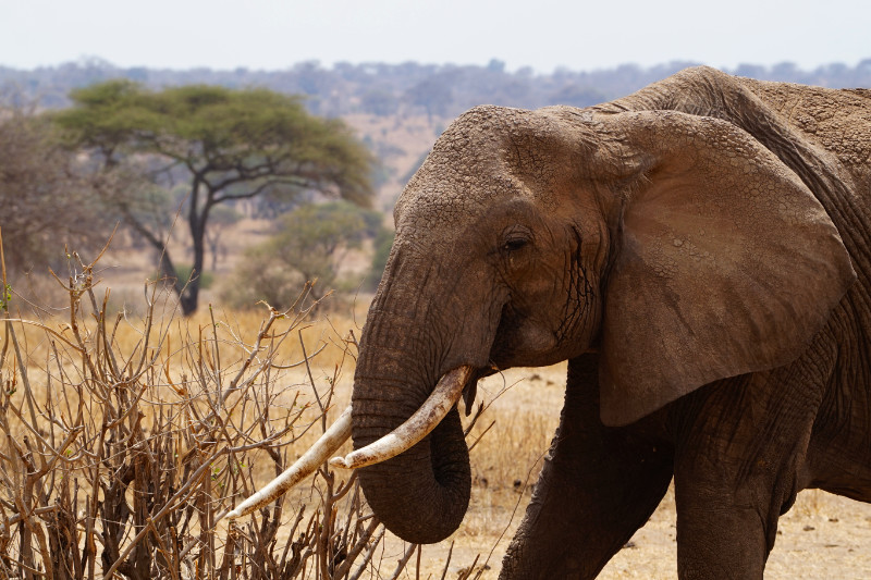 Elephant, Tarangire National Park, Tanzania