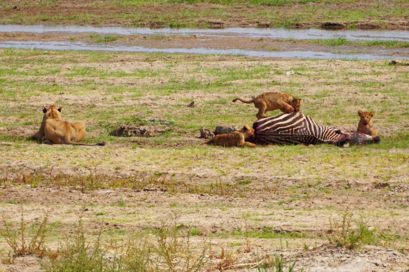 Lions eating a zebra, Tarangire National Park, Tanzania