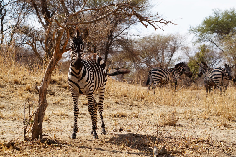 Zebra, Tarangire National Park, Tanzania