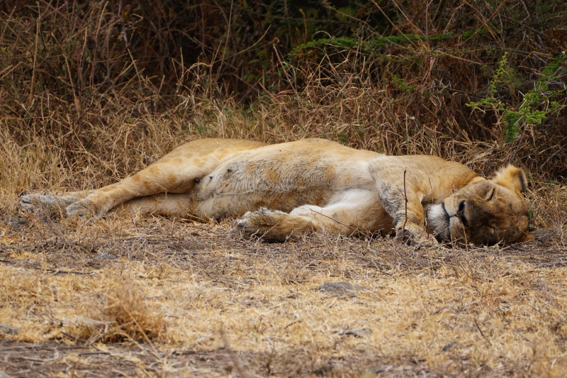 Lion sleeping, Ngorongoro Crater, Tanzania