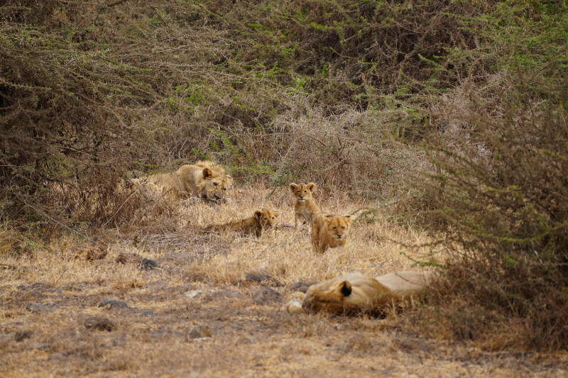 Pride of lions, Ngorongoro Crater, Tanzania