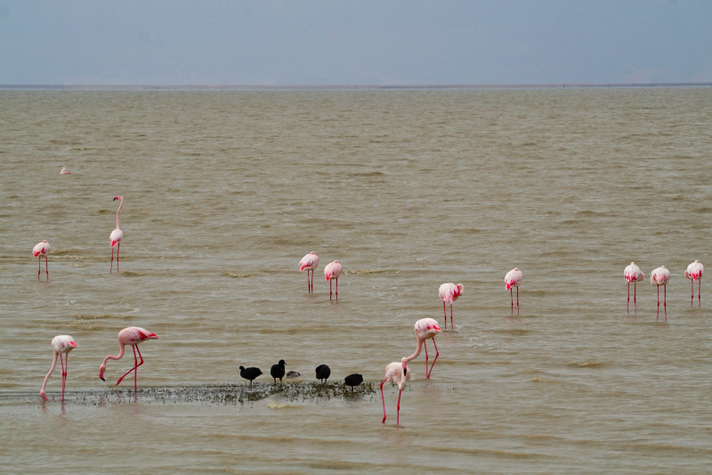 Flamingos, Ngorongoro Crater, Tanzania