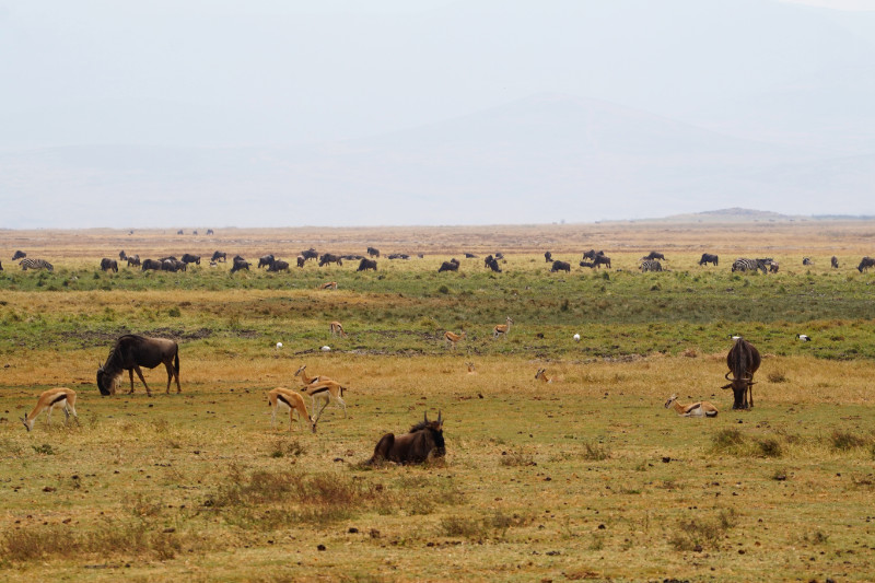Wildebeest, zebra and impala in Ngorongoro Crater, Tanzania