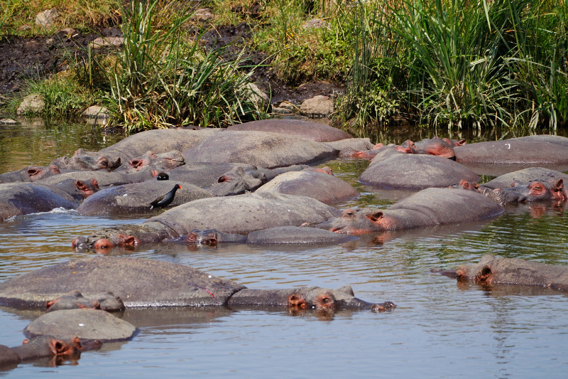 Hippo lagoon, Ngorongoro Crater, Tanzania