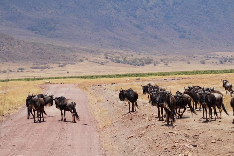 Herd of buffalo, Ngorongoro Crater, Tanzania