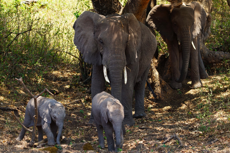 Family of elephants, Ngorongoro Crater, Tanzania