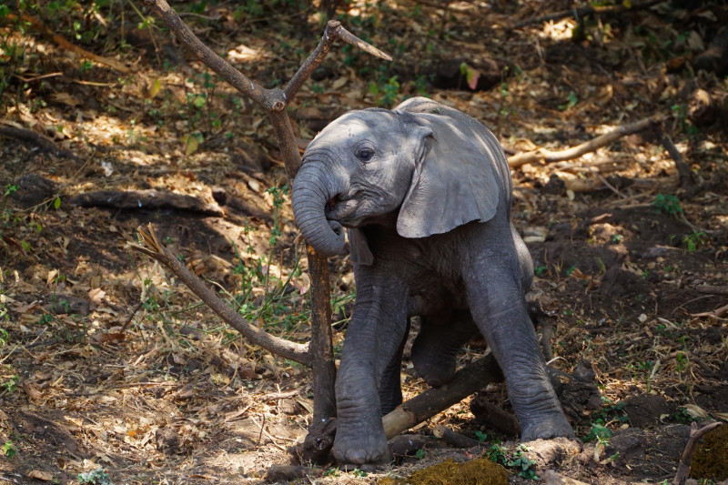 Baby elephant playing with a branch, Ngorongoro Crater, Tanzania