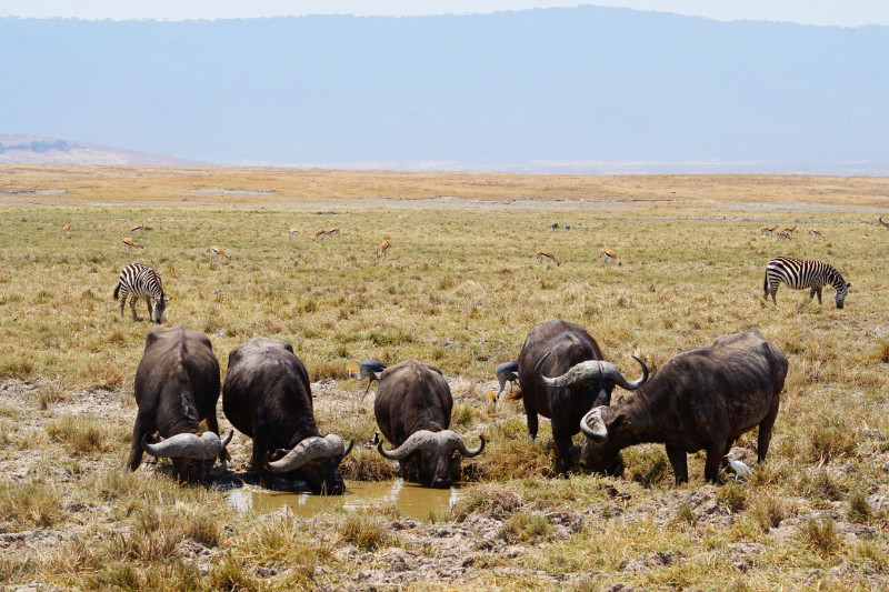 Buffalo drinking water, Ngorongoro Crater, Tanzania